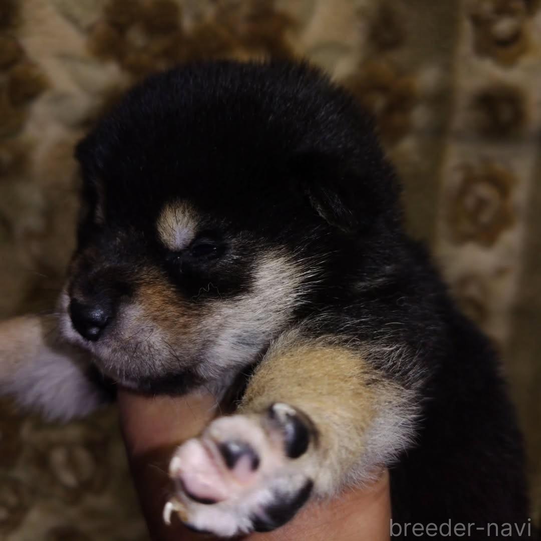 販売中の石川県の柴犬-388549の5枚目